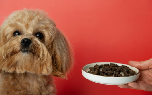 Healthy Pet Foods: What You Should Know