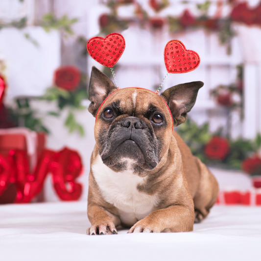 5 Valentine’s Day Gift Ideas for Pet Lover